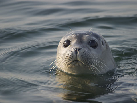 Baby Harbor Seal - Mark Dodge