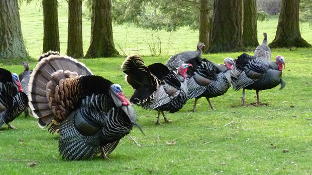 Promenade - Mark Dodge