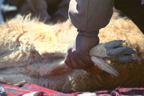 Vicuña Ceremony 2 - Mark Dodge